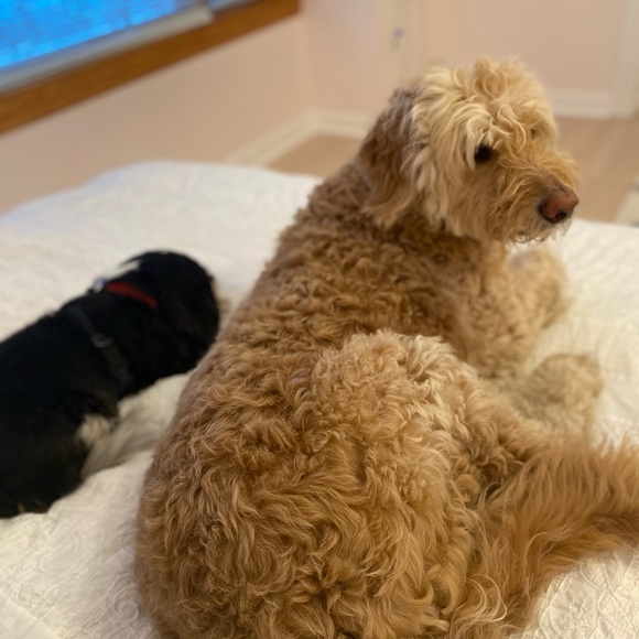 Meet your Posher, Christopher - Picture 1 of 1